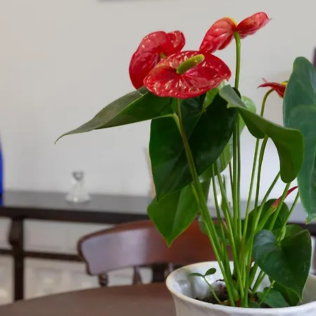 Vivienda En Calle La Luna Apartment Torremolinos